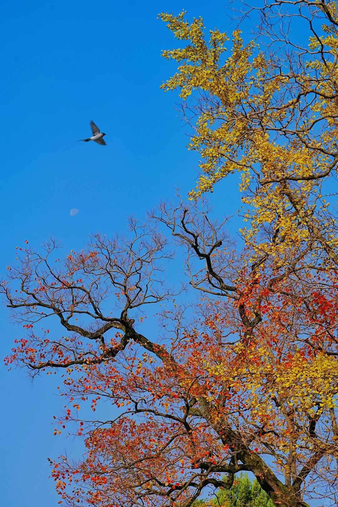 11.10实拍｜在明孝陵抬头看树时被美哭了😭