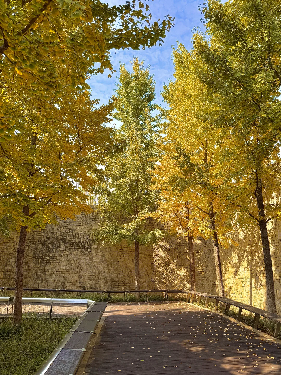 11.14实况！！南京银杏大道美到封神😭。。。