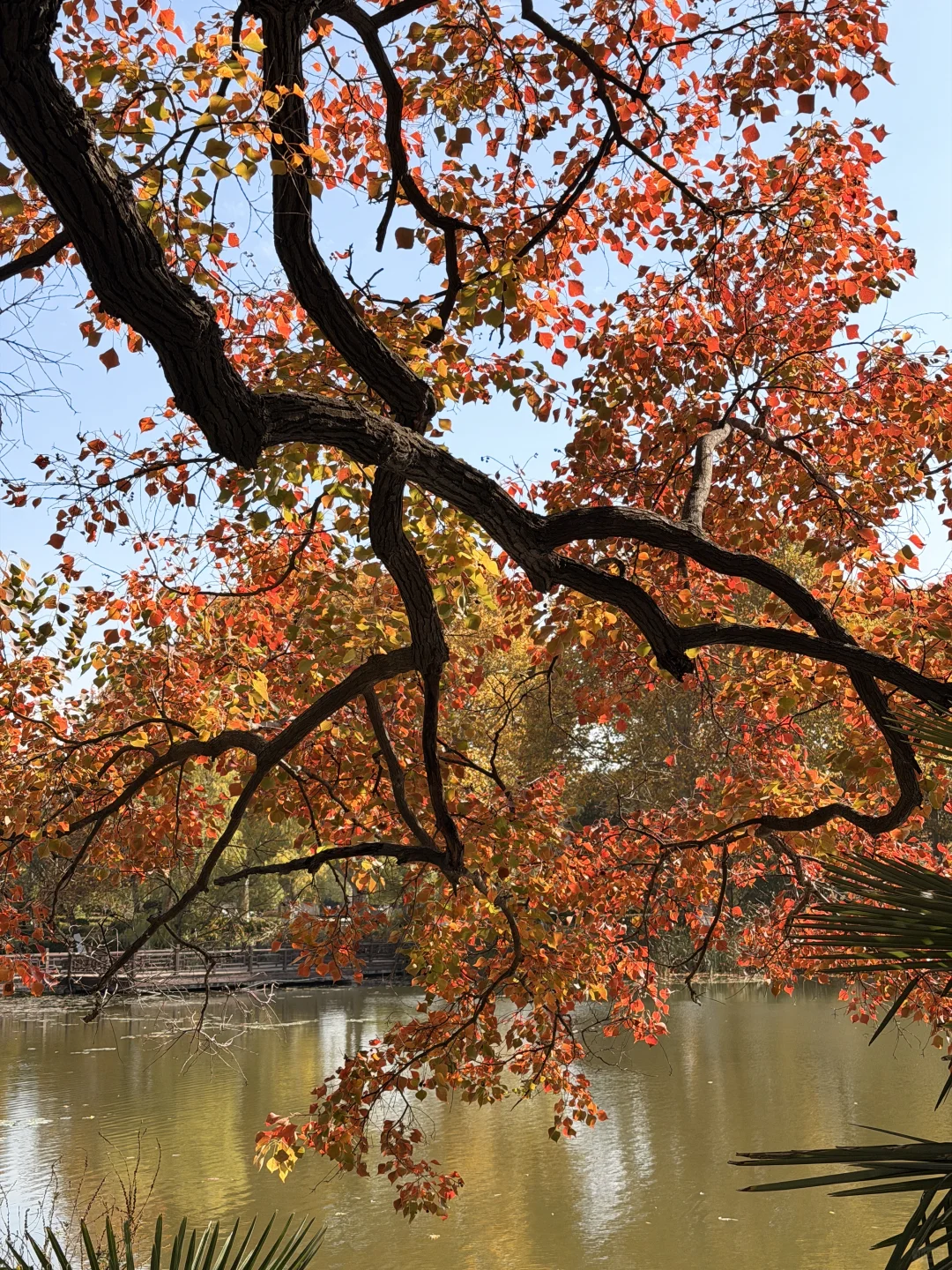 这颗银杏树等了你五百年