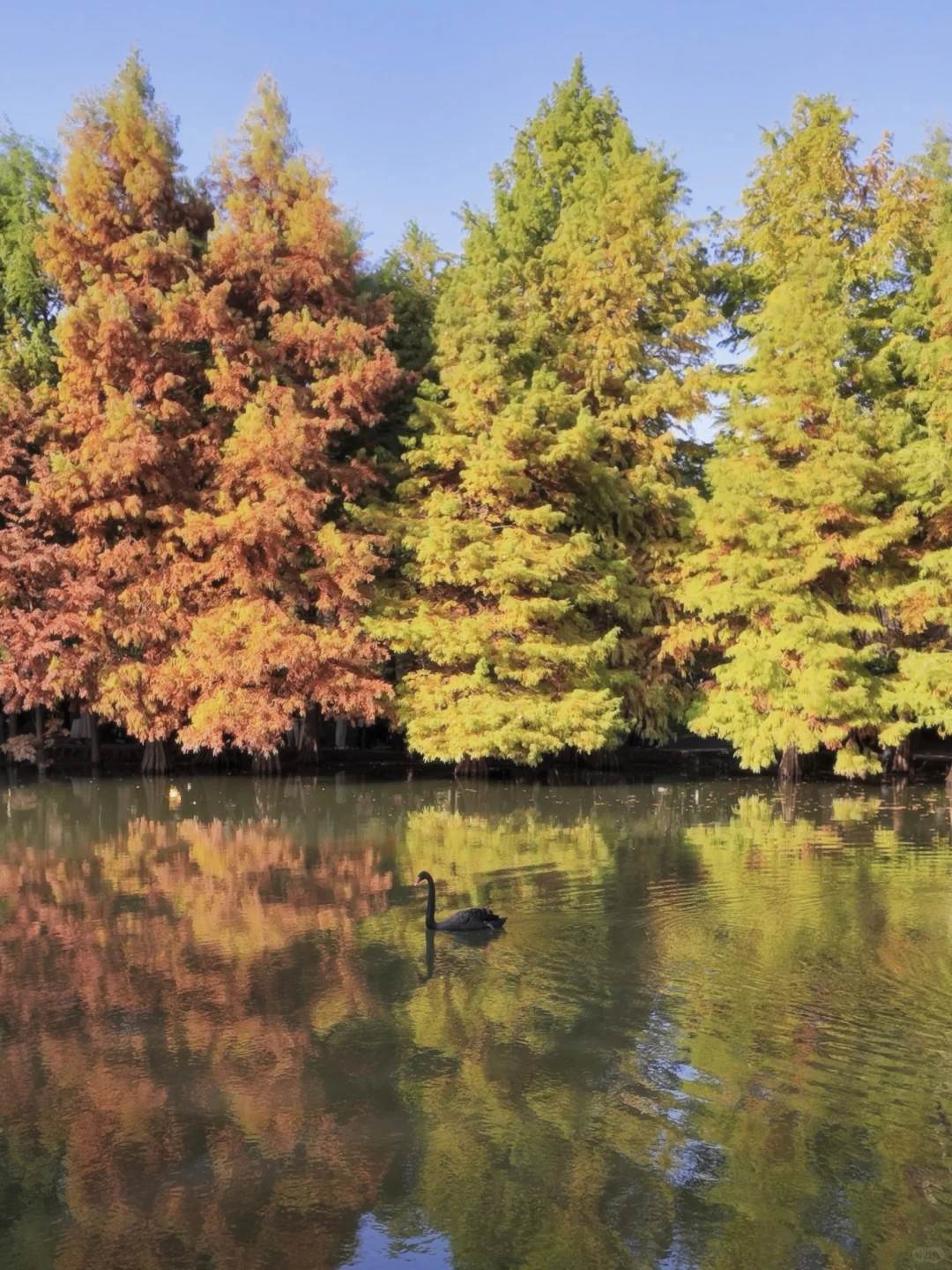 我猜你也喜欢南京的秋天