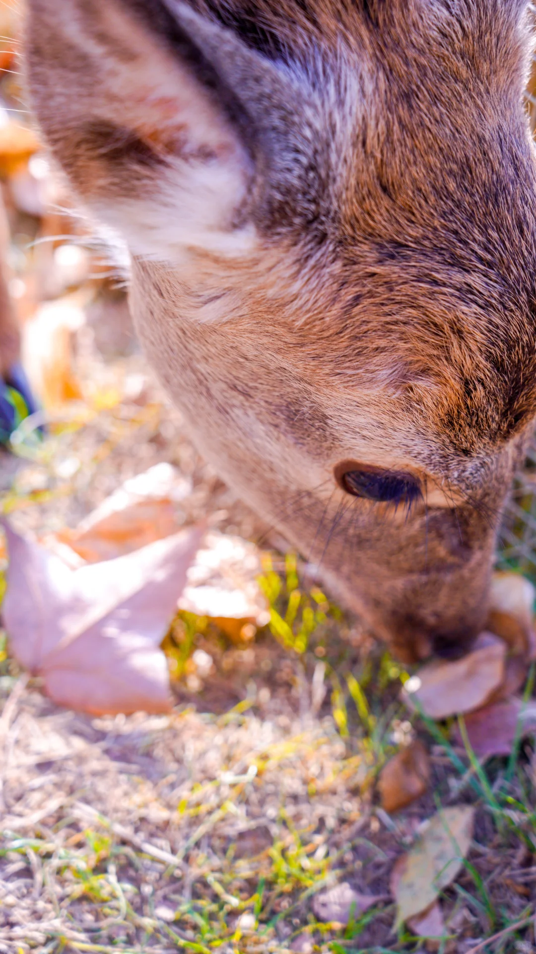 南京的深秋，一把子期待住啦！