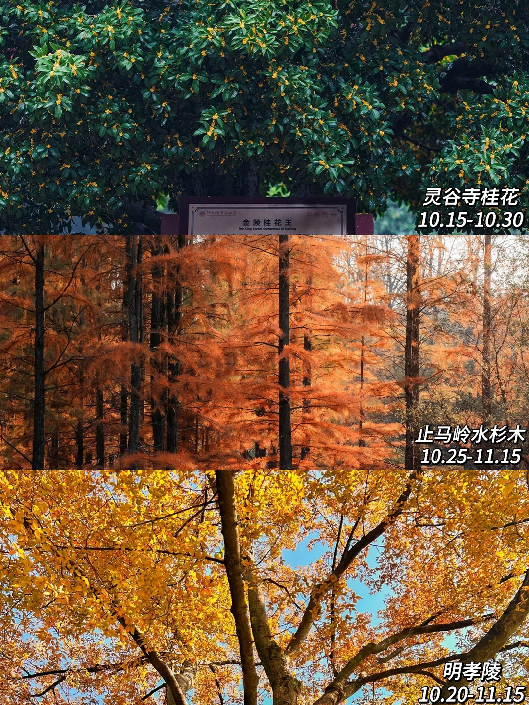 2025年南京赏秋攻略