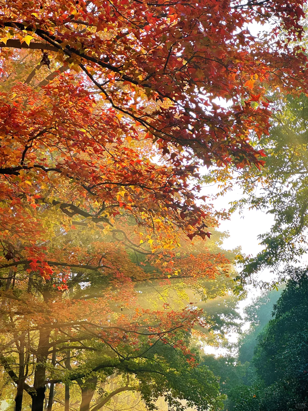 11.12明孝陵：绝美就是这几天，一定要去！