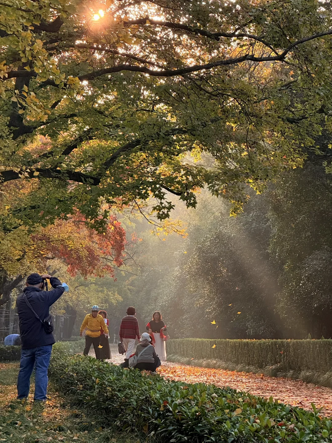 11.10实况｜南京12时特种兵一日游赏秋路线❗️