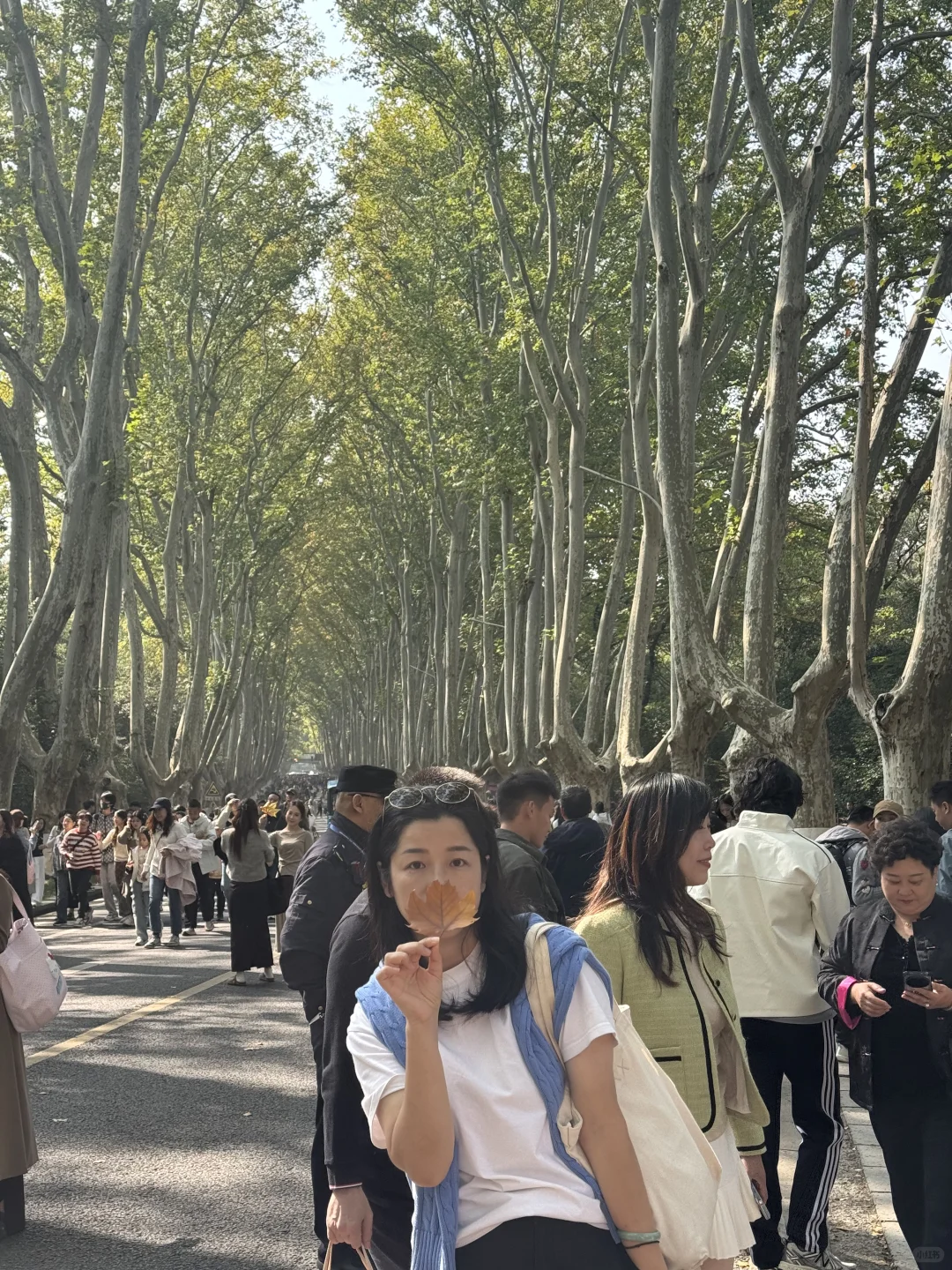 11.13南京今天的梧桐大道实况