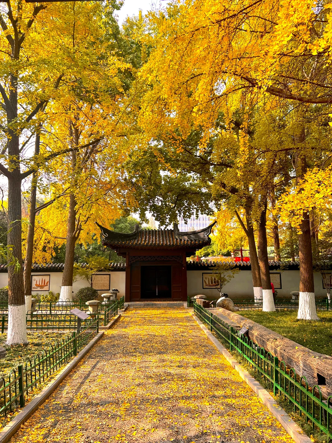 南京就是一座巨大的落叶痛城！枫叶浪漫哭🍁