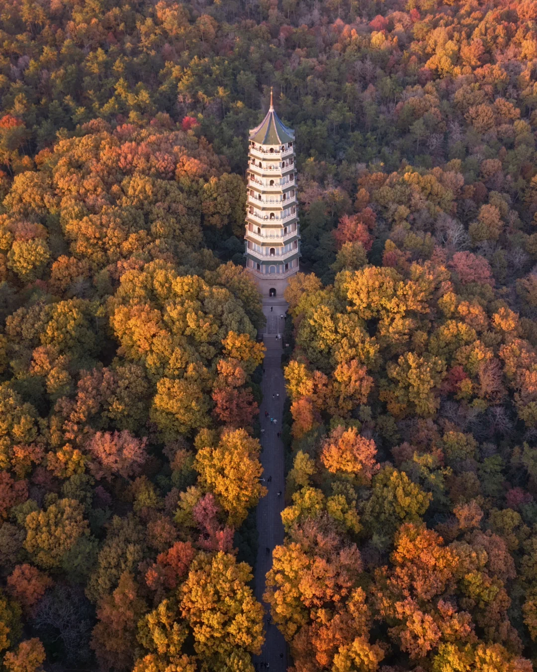 南京｜紫金山下秋风至