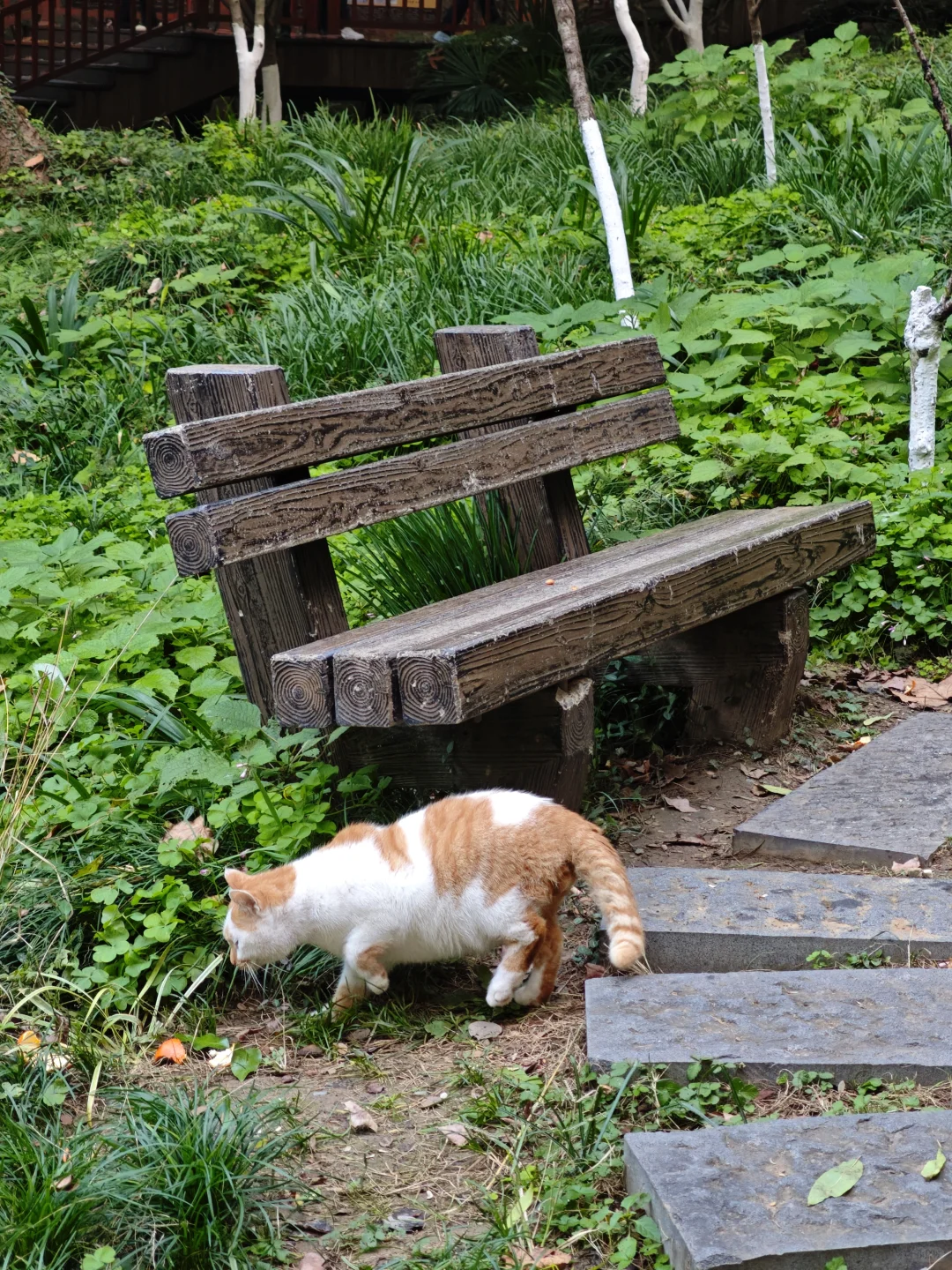 💥红啦！南京栖霞山免费赏枫指南来啦