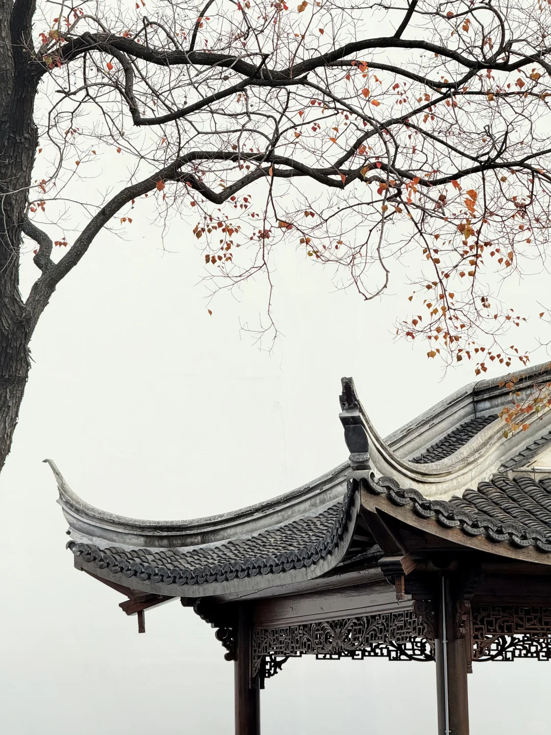 11.10实况｜南京12时特种兵一日游赏秋路线❗️