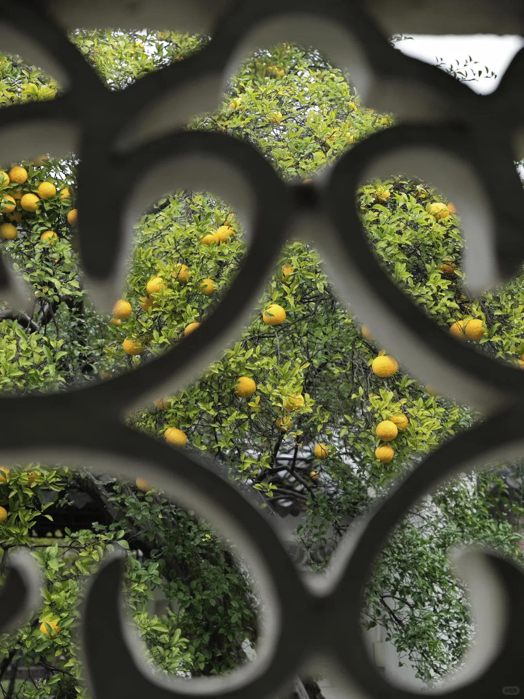 为了这棵树，我赶回了南京