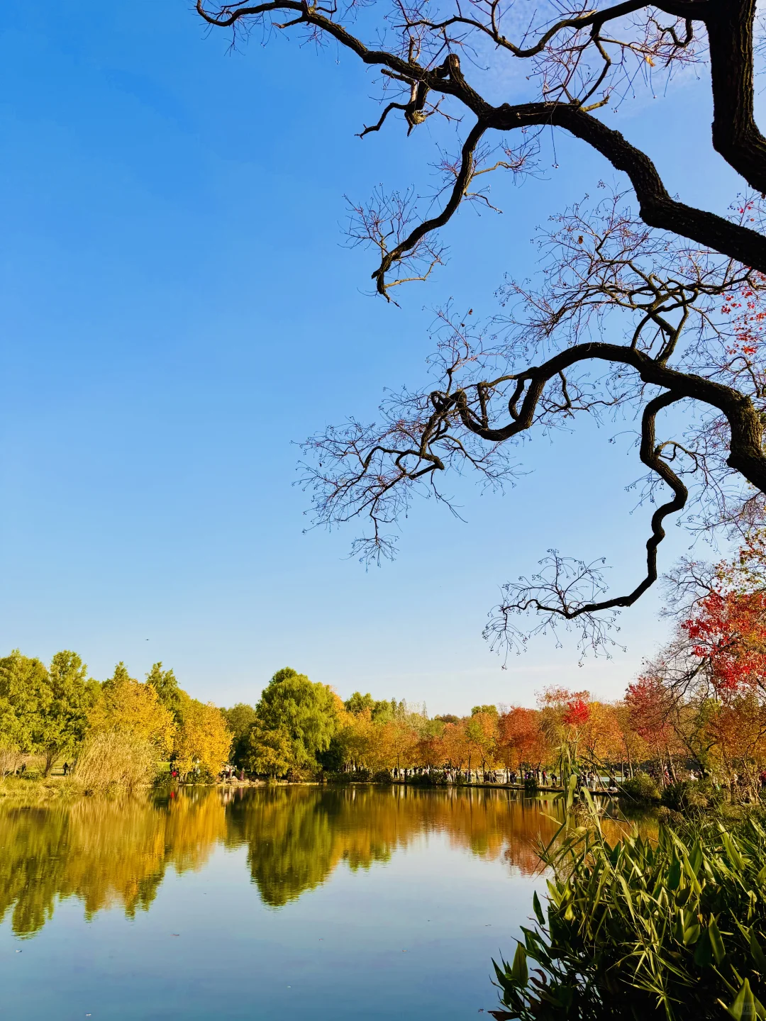 2025.11.11 南京中山植物园简直美疯了！！！
