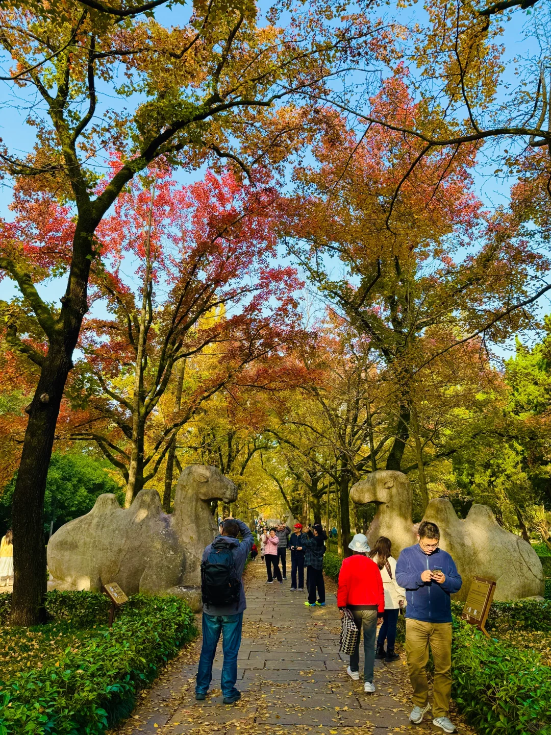 2025.11.10 | 南京明孝陵美爆了！！！！！！！！！