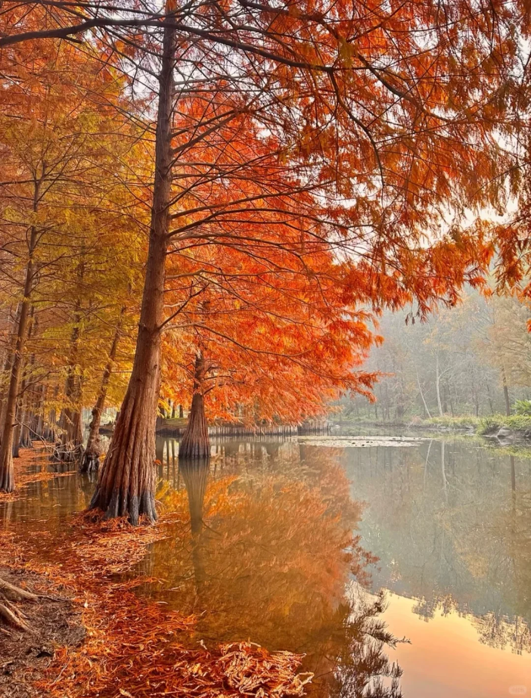 一句梧桐美，种满南京城🍂