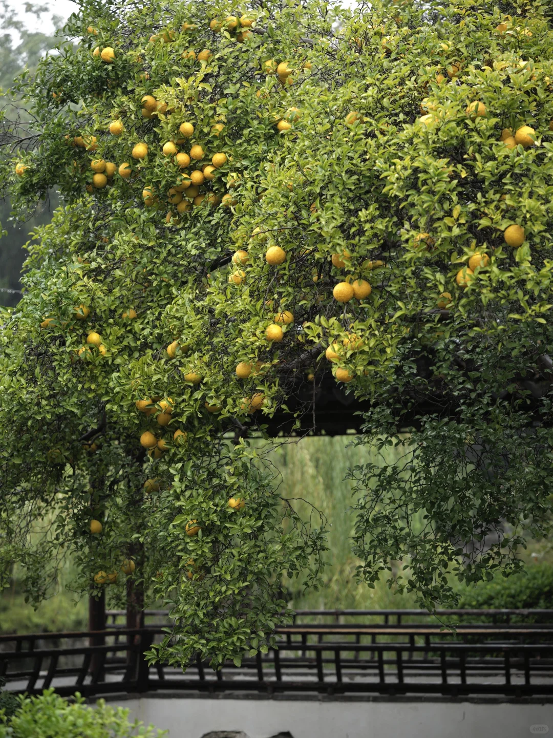 为了这棵树，我赶回了南京