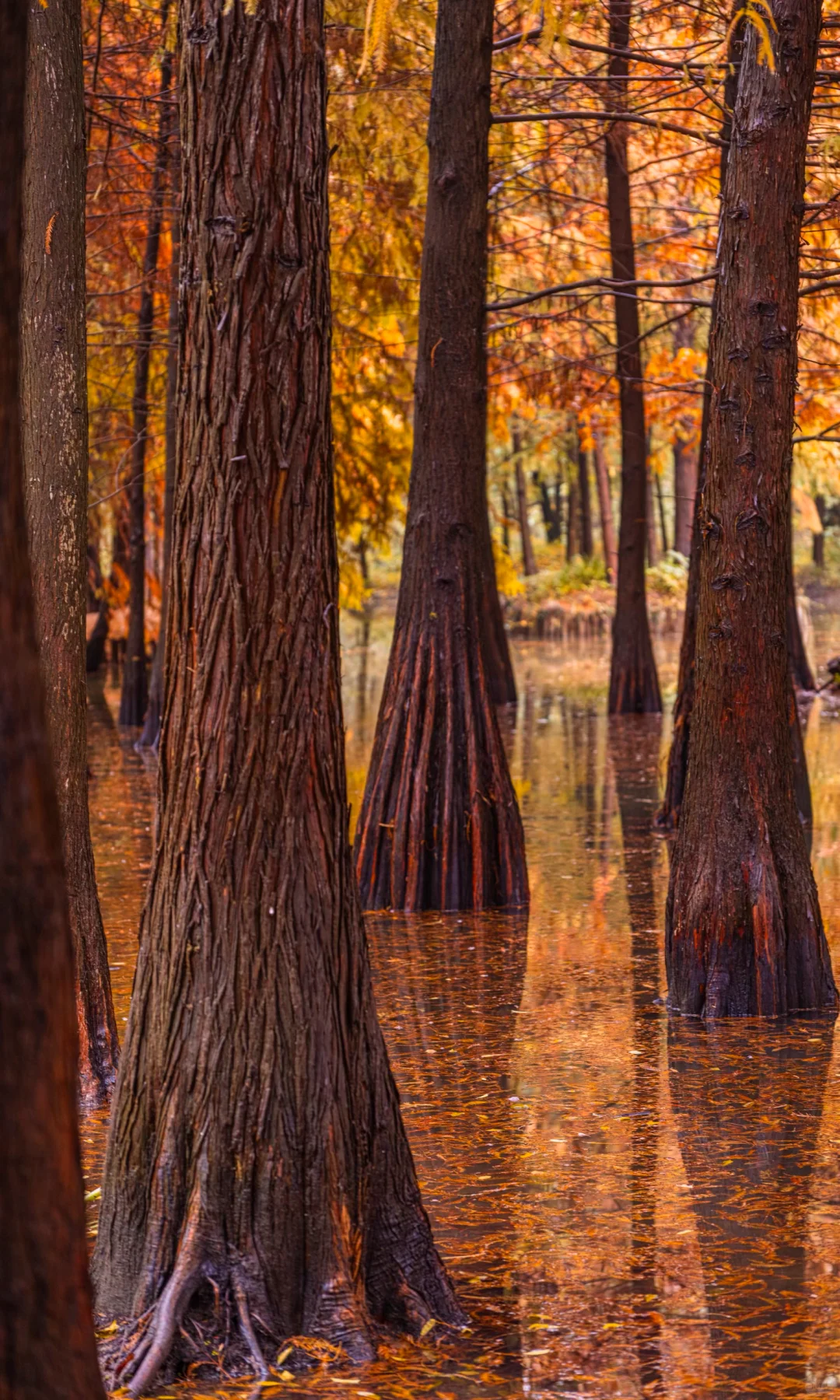 接下来10天，没有一座城市比南京更懂秋天🍂