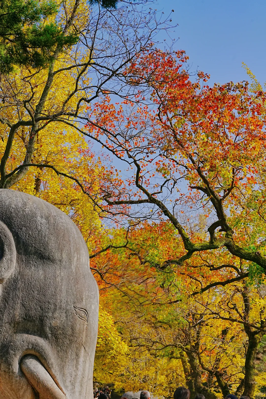 11.10实拍｜在明孝陵抬头看树时被美哭了😭