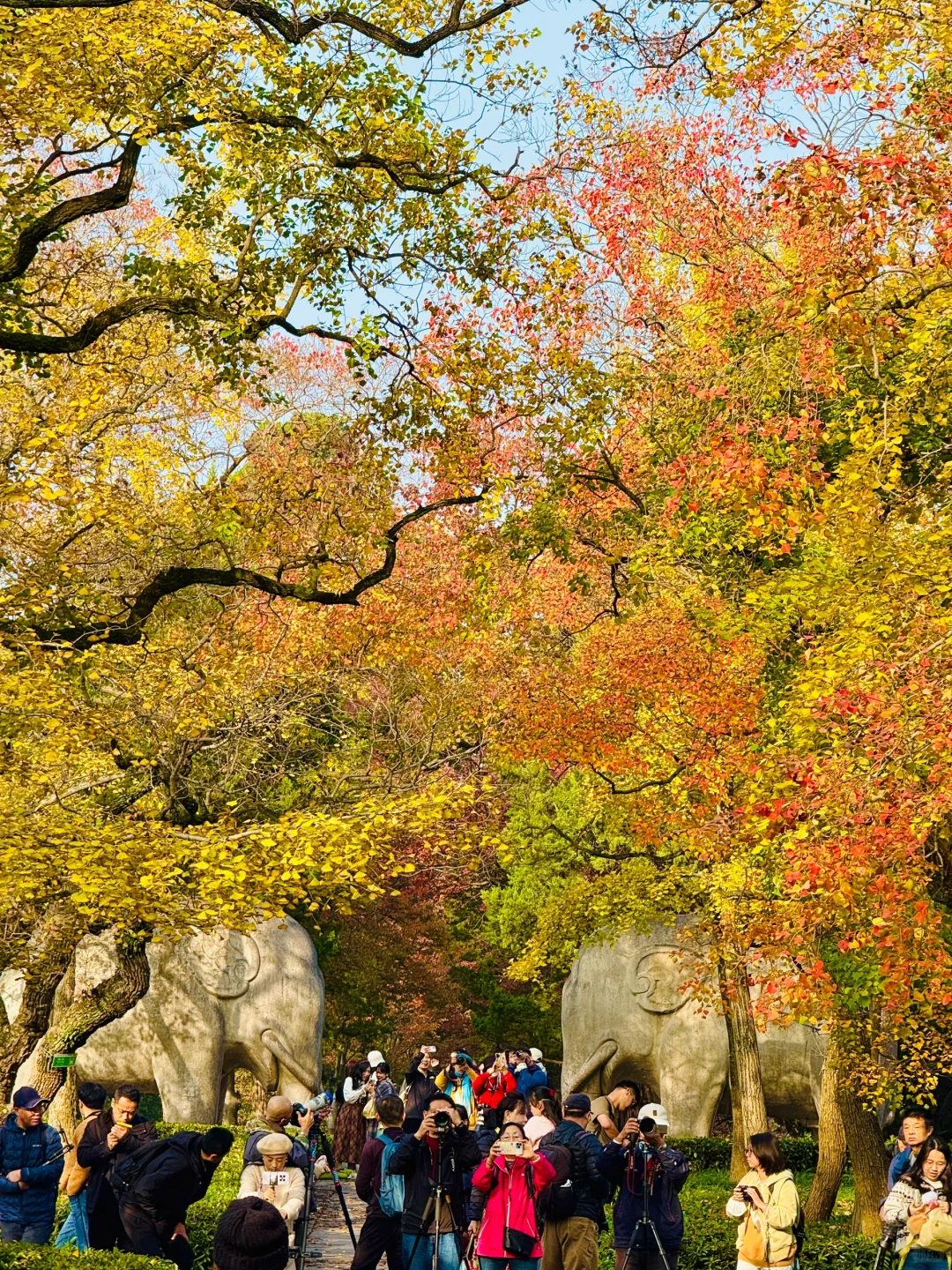 2025.11.10 | 南京明孝陵美爆了！！！！！！！！！