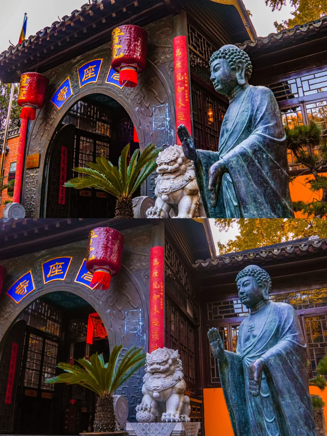 南京｜实拍高座寺银杏树开始进入观赏期