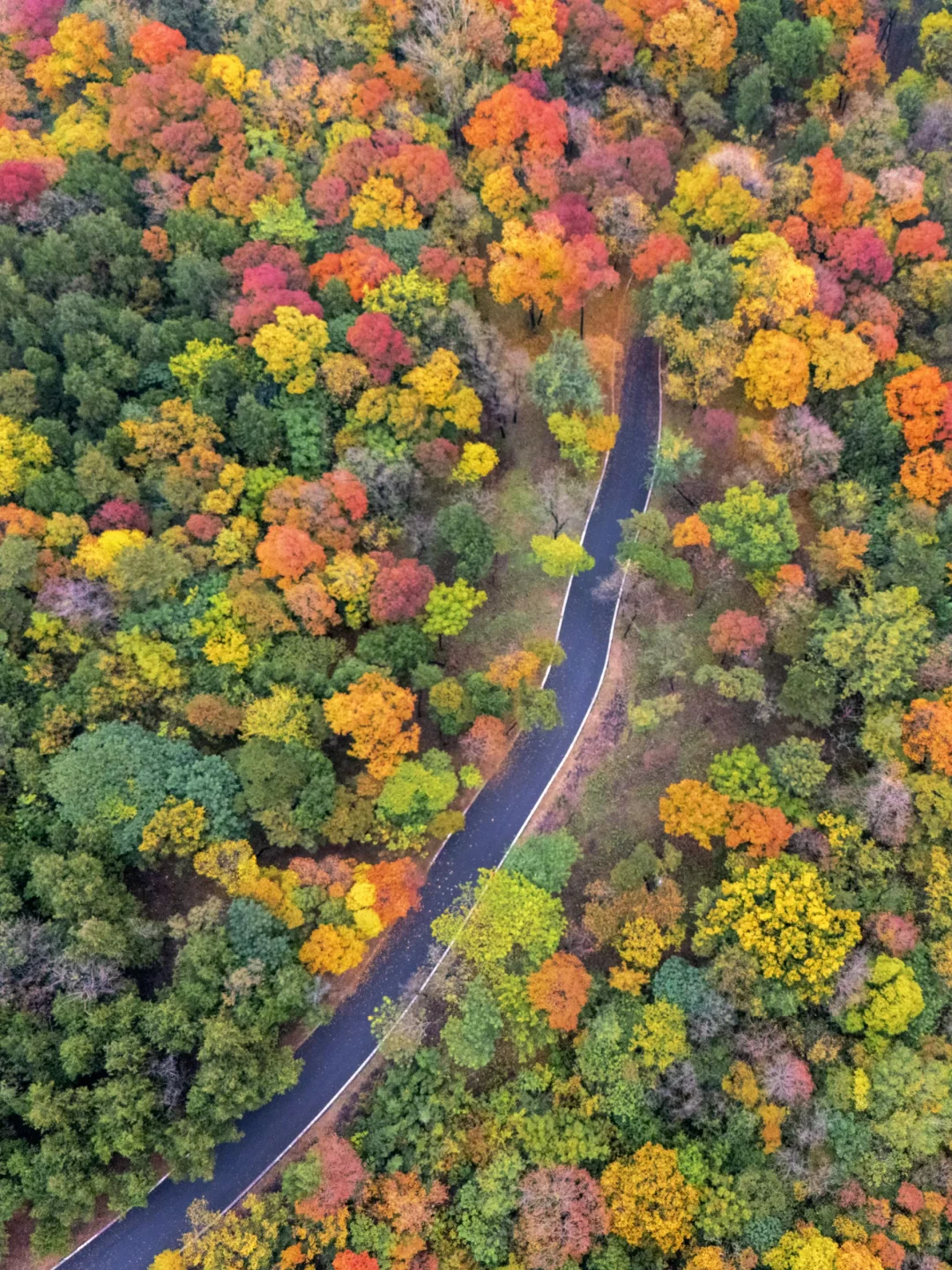 迄今为止🍁江浙沪最喜欢的秋游小城出现了‼️