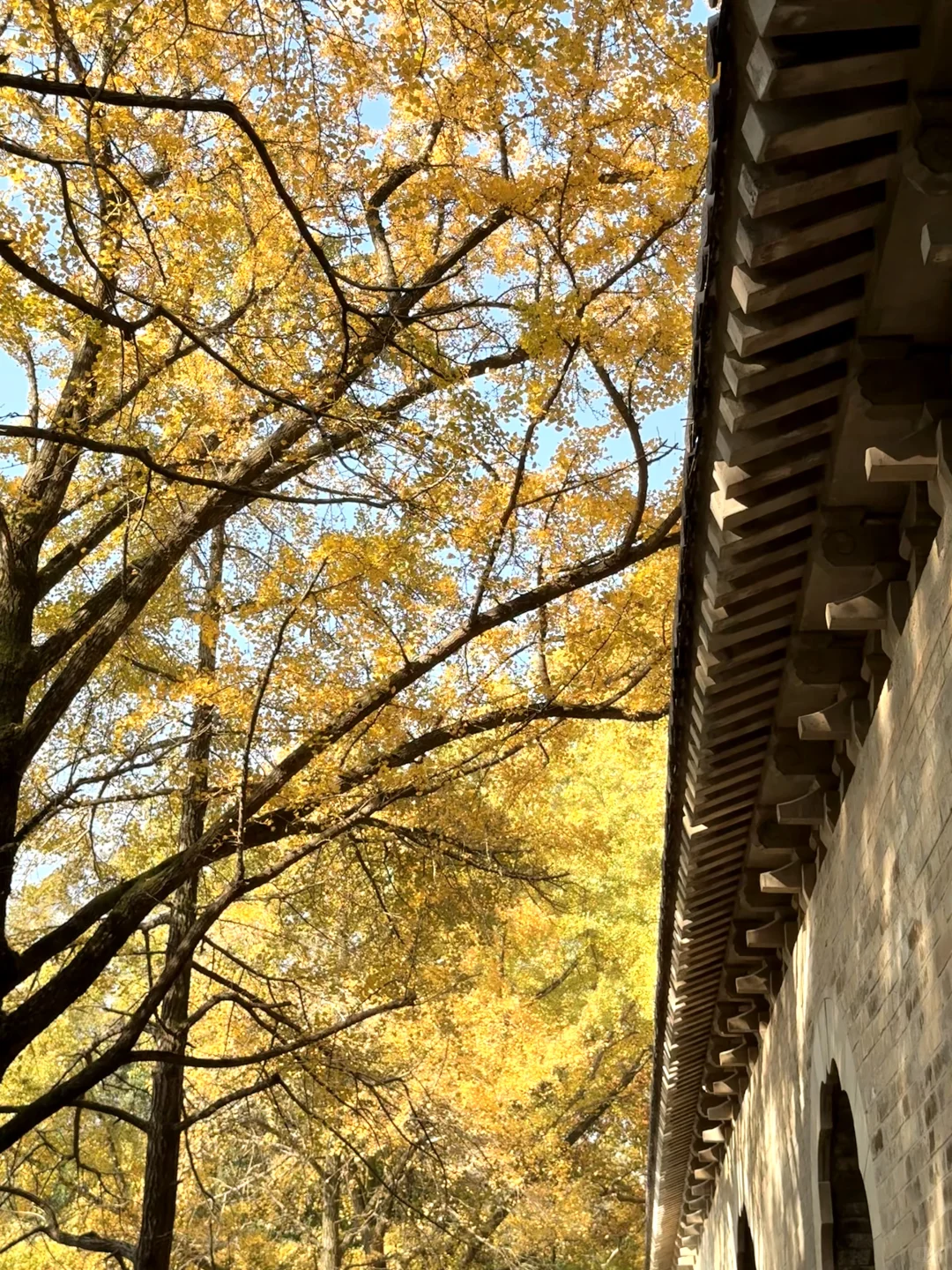 11.16早上南京灵谷寺实拍！银杏进度80%