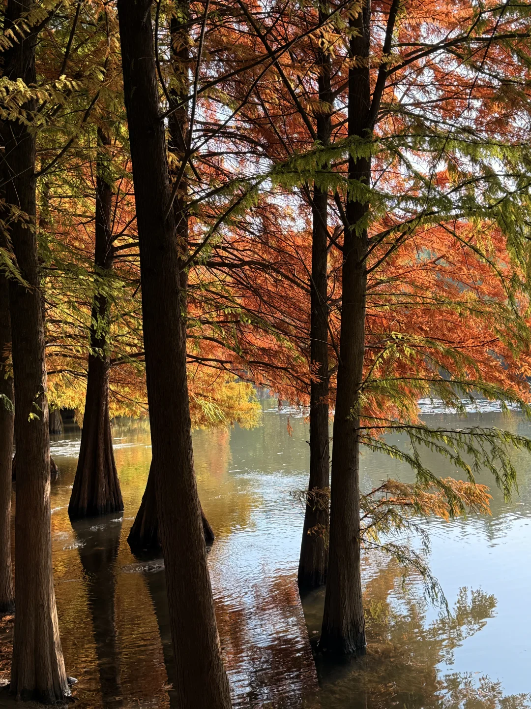 11.13明孝陵落羽杉实况🍂红了！可以去了！！