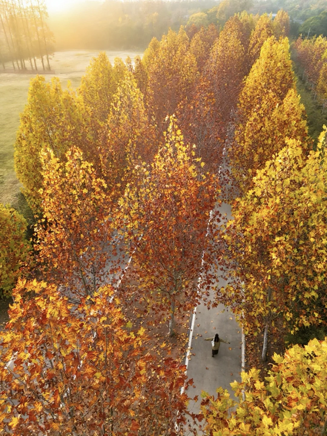 为了这片顶级秋色…在徐州暴走了两小时‼️