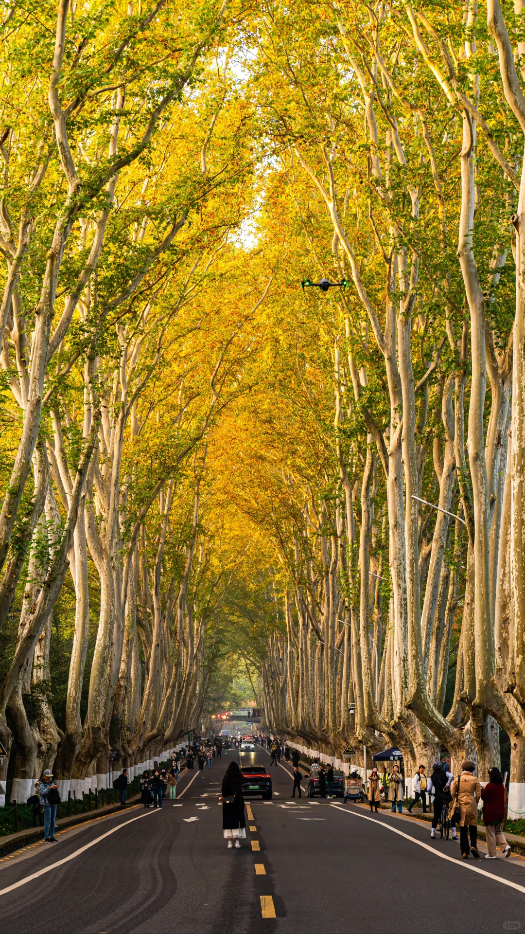 南京拍照｜11.16梧桐大道实况