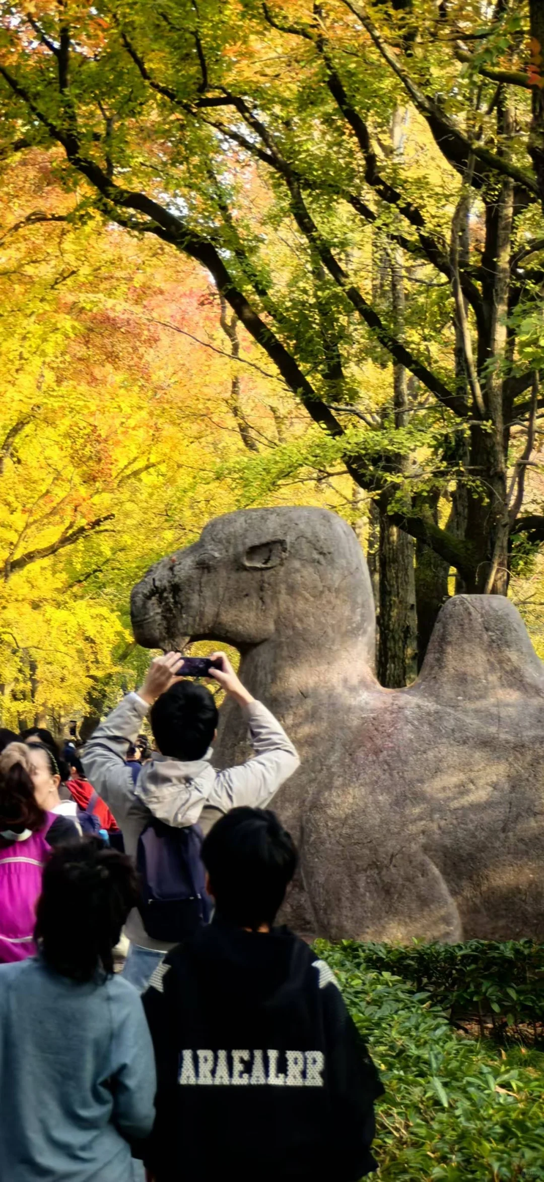 11.13实况南京，明孝陵石像路最美600米