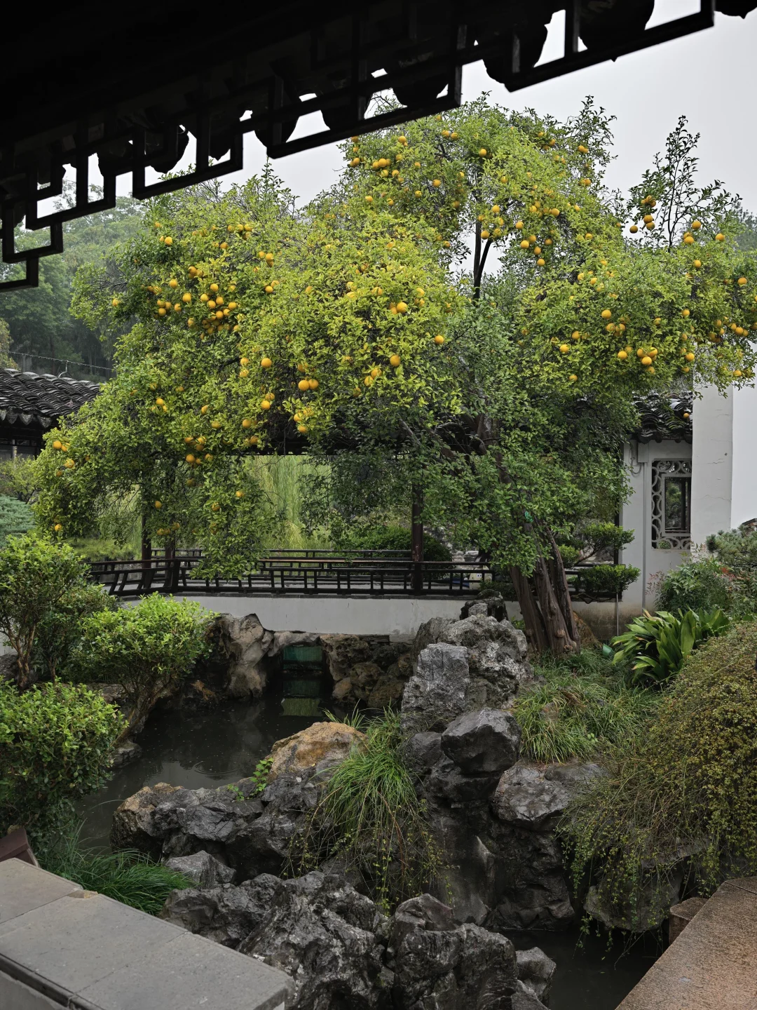 为了这棵树，我赶回了南京