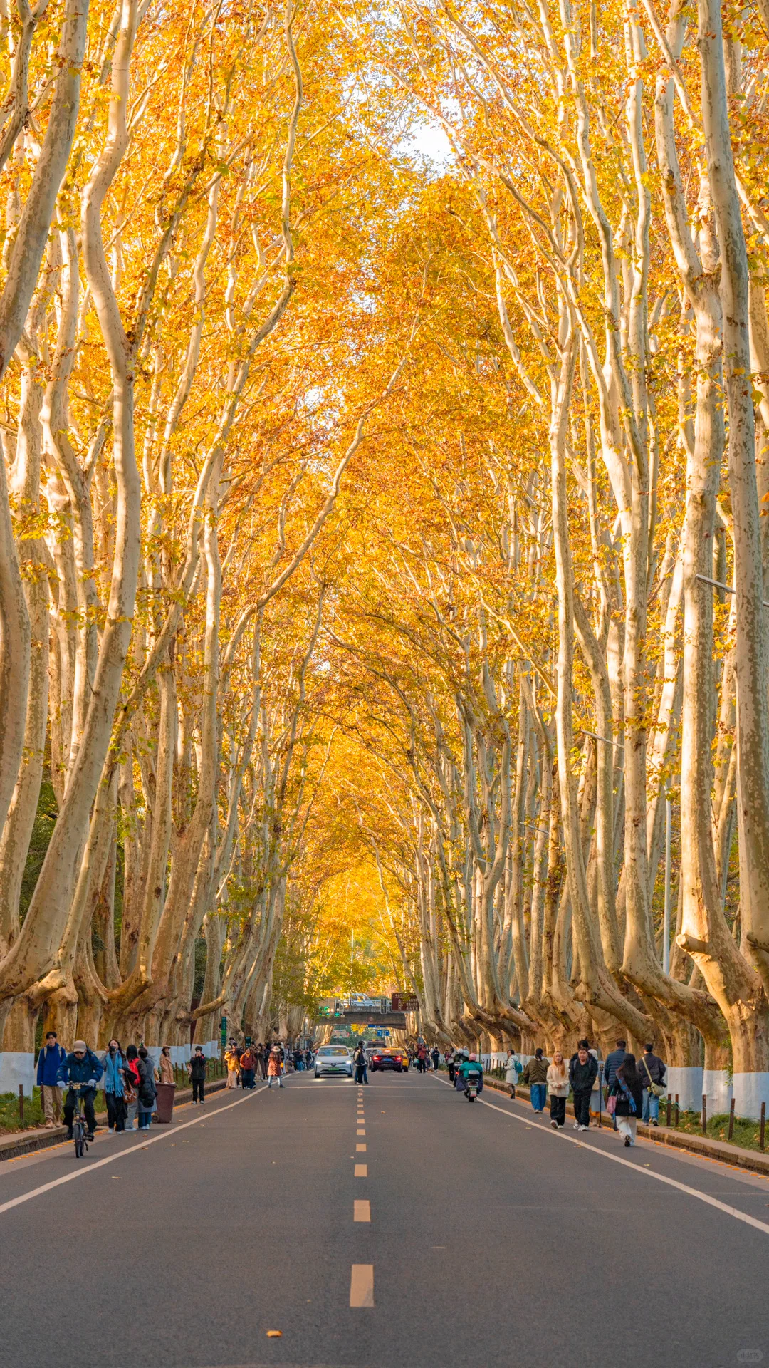 接下来的南京，秋天的氛围感直接拉满