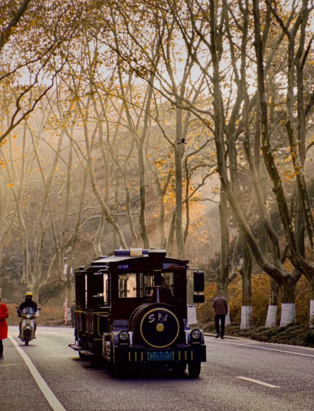 一句梧桐美，种满南京城🍂