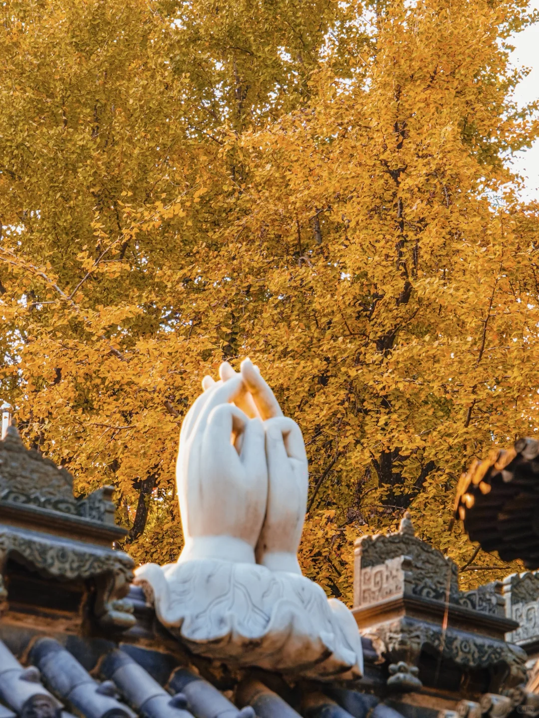 南京｜实拍高座寺银杏树开始进入观赏期