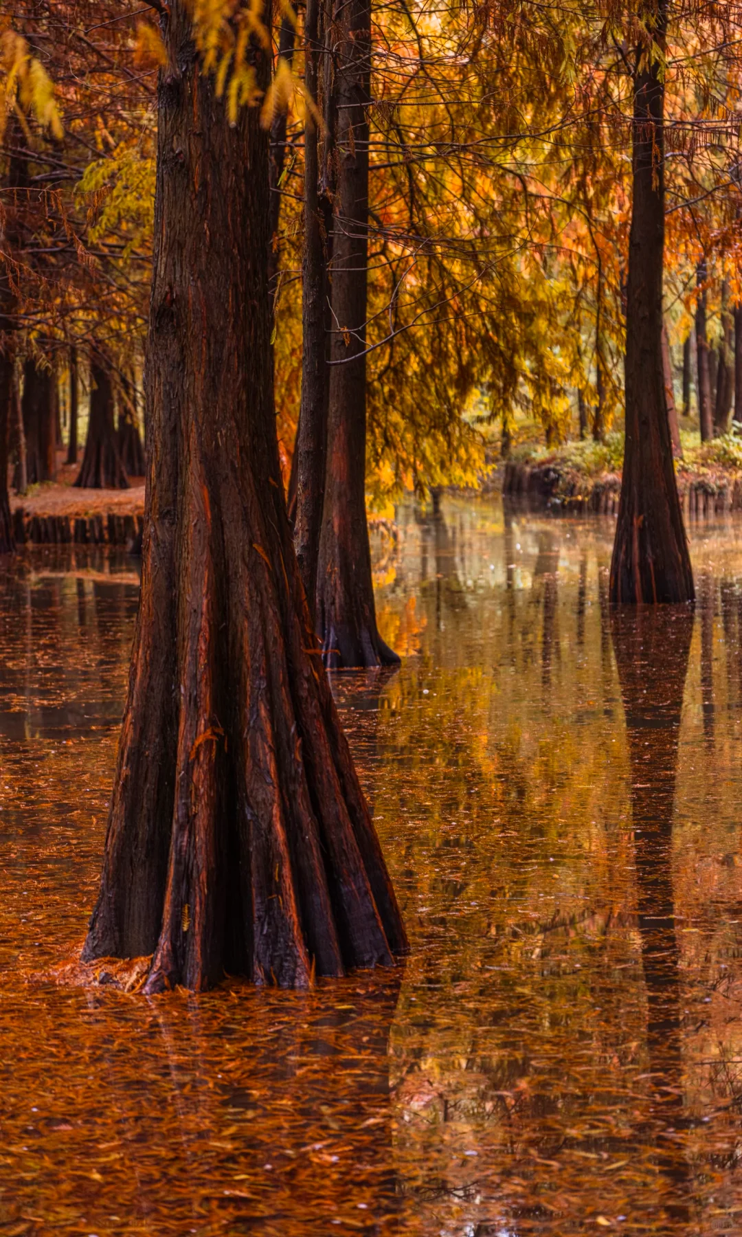 接下来10天，没有一座城市比南京更懂秋天🍂