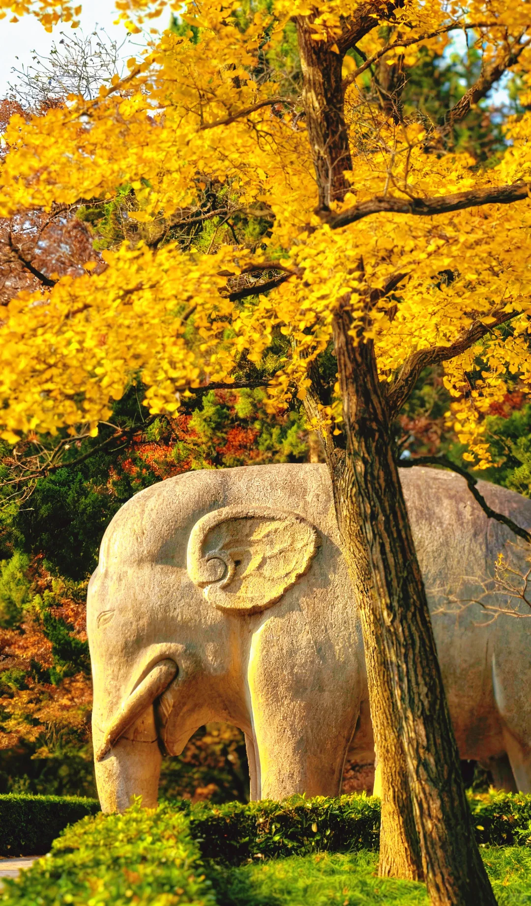 11.13实况南京，明孝陵石像路最美600米