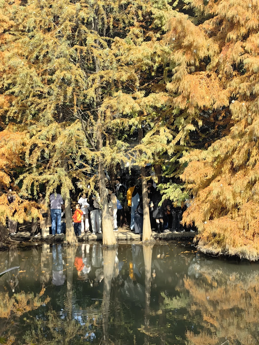 11月15日周末南京燕雀湖实况