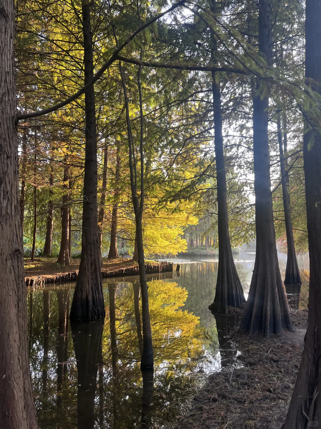 11.13明孝陵落羽杉实况🍂红了！可以去了！！