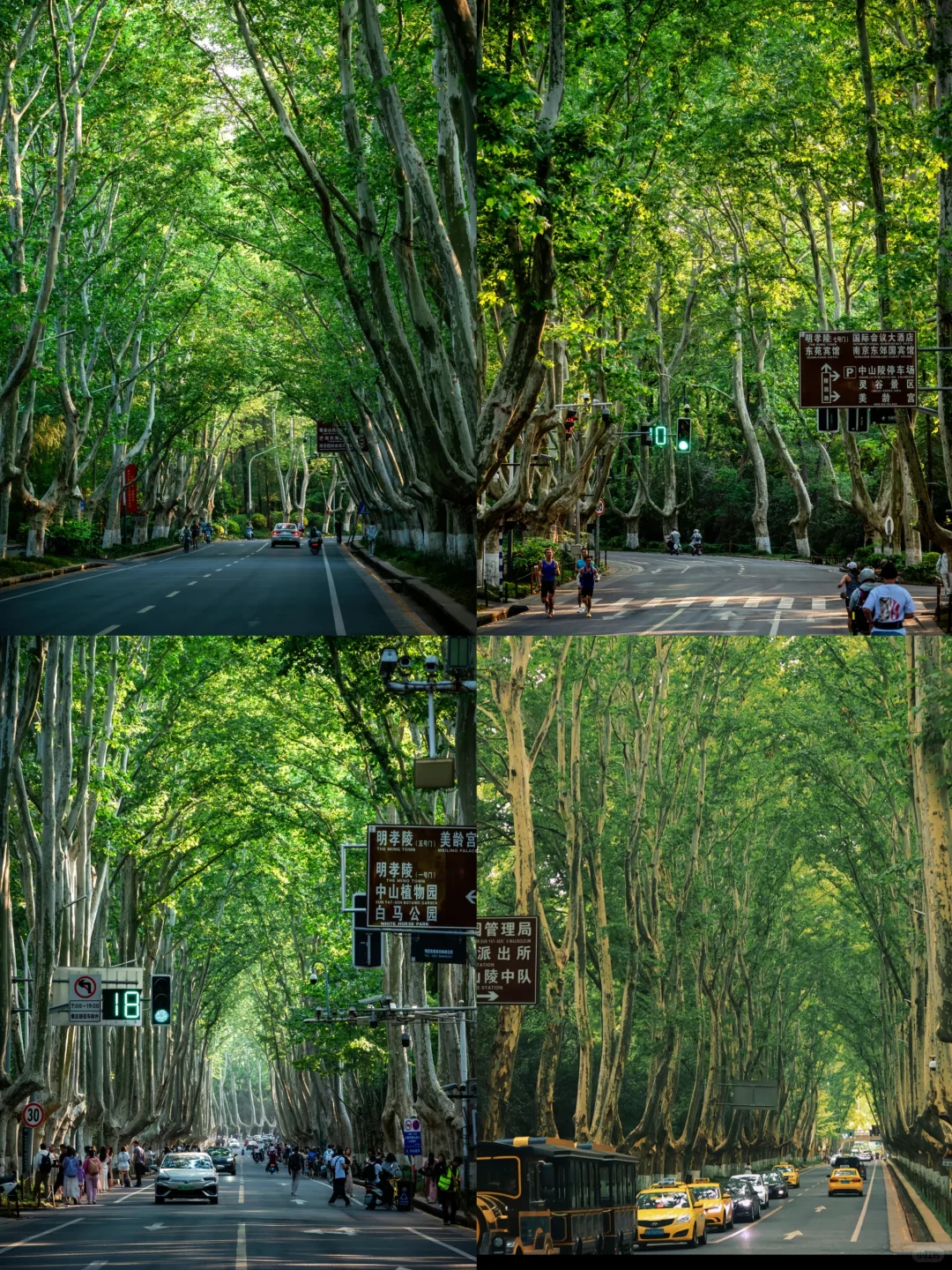 咔嚓咔嚓，我爱南京！📷