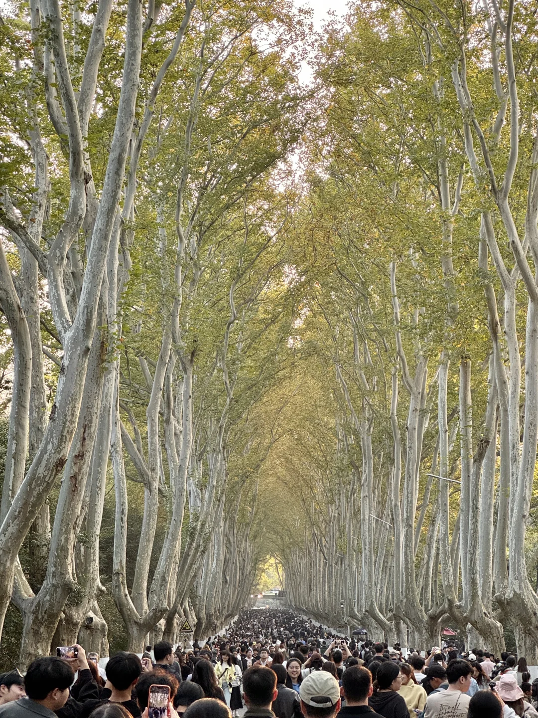 11.16梧桐大道实况！！！！