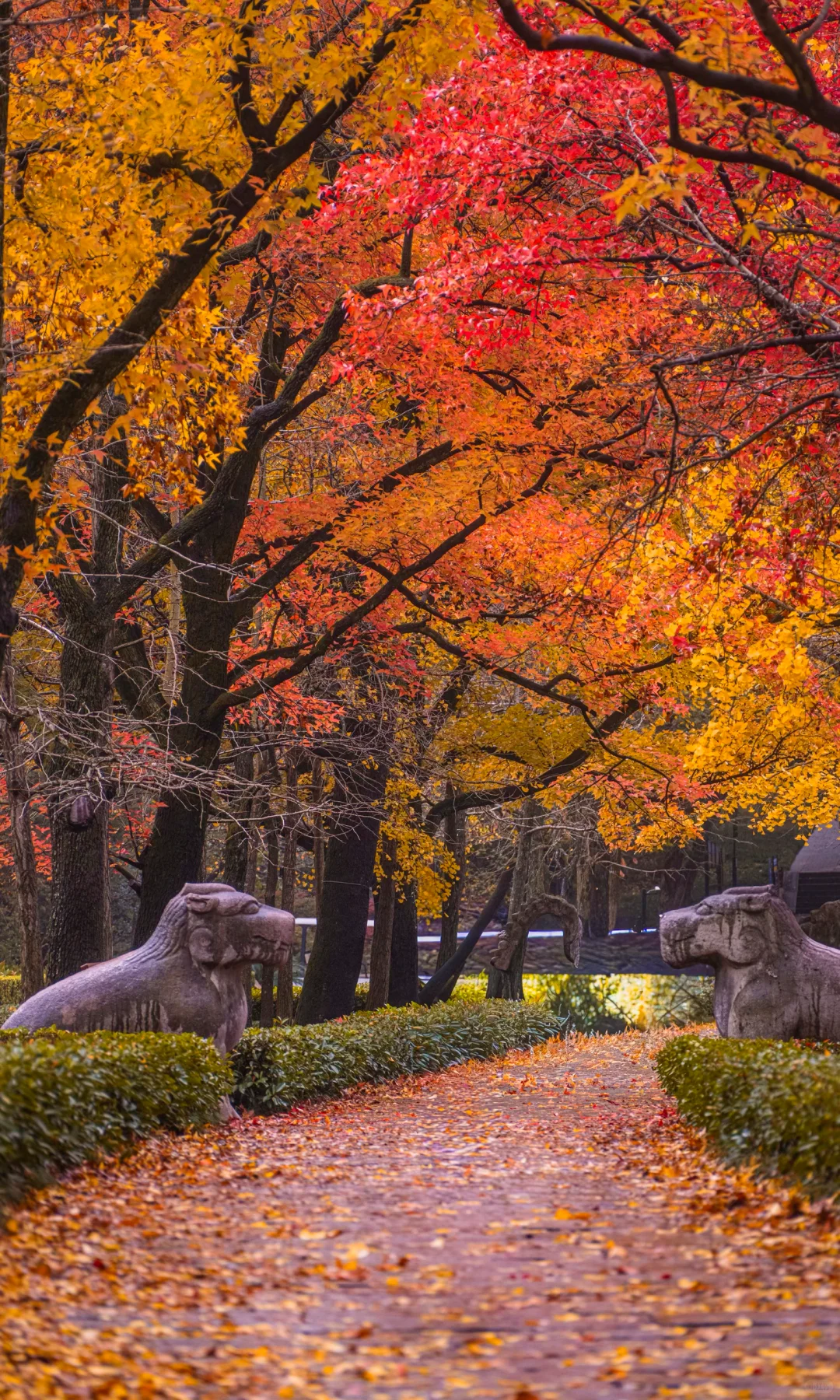 接下来10天，没有一座城市比南京更懂秋天🍂