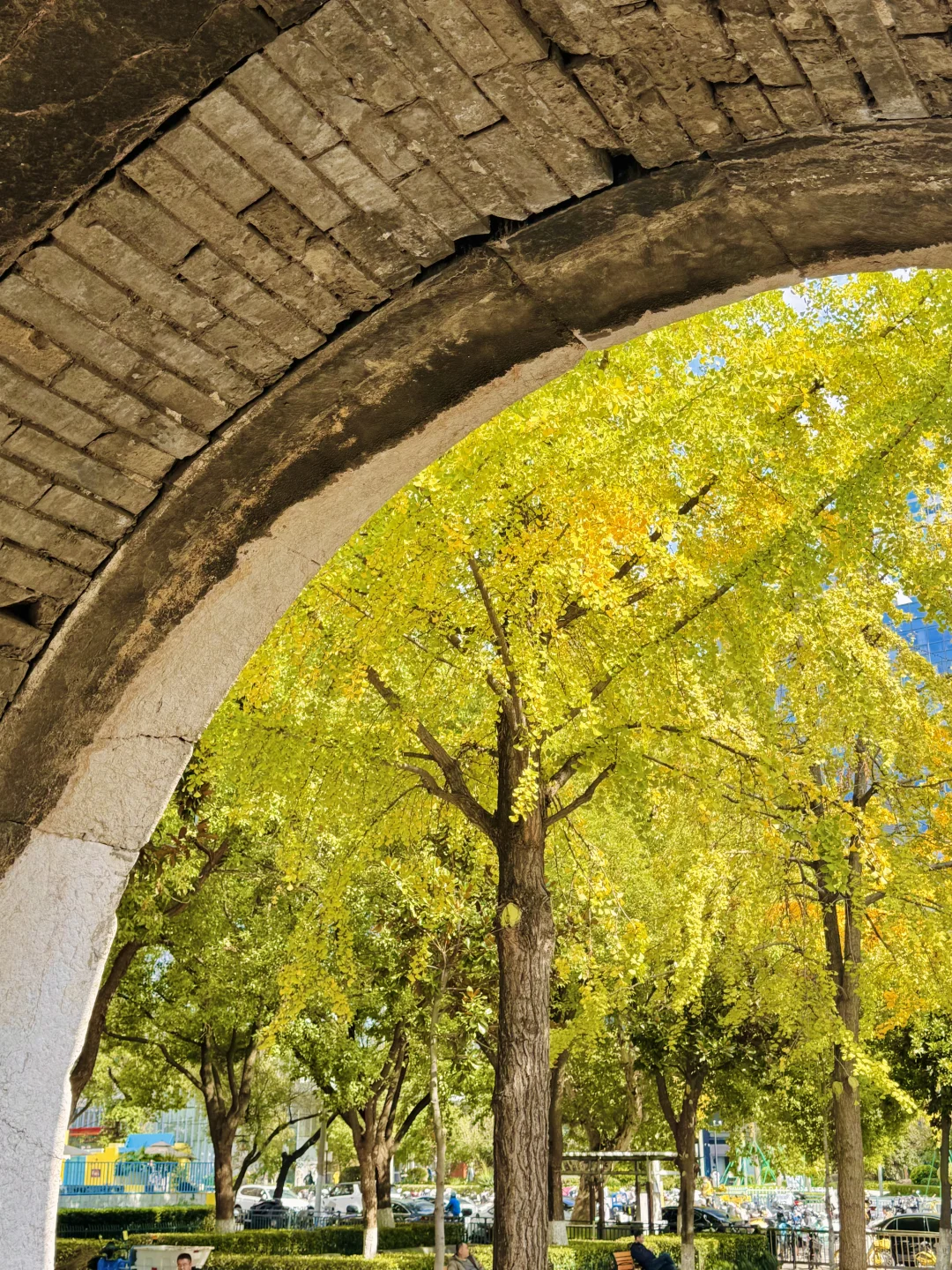 2025.11.12实况！！南京！汉中门银杏美疯了……