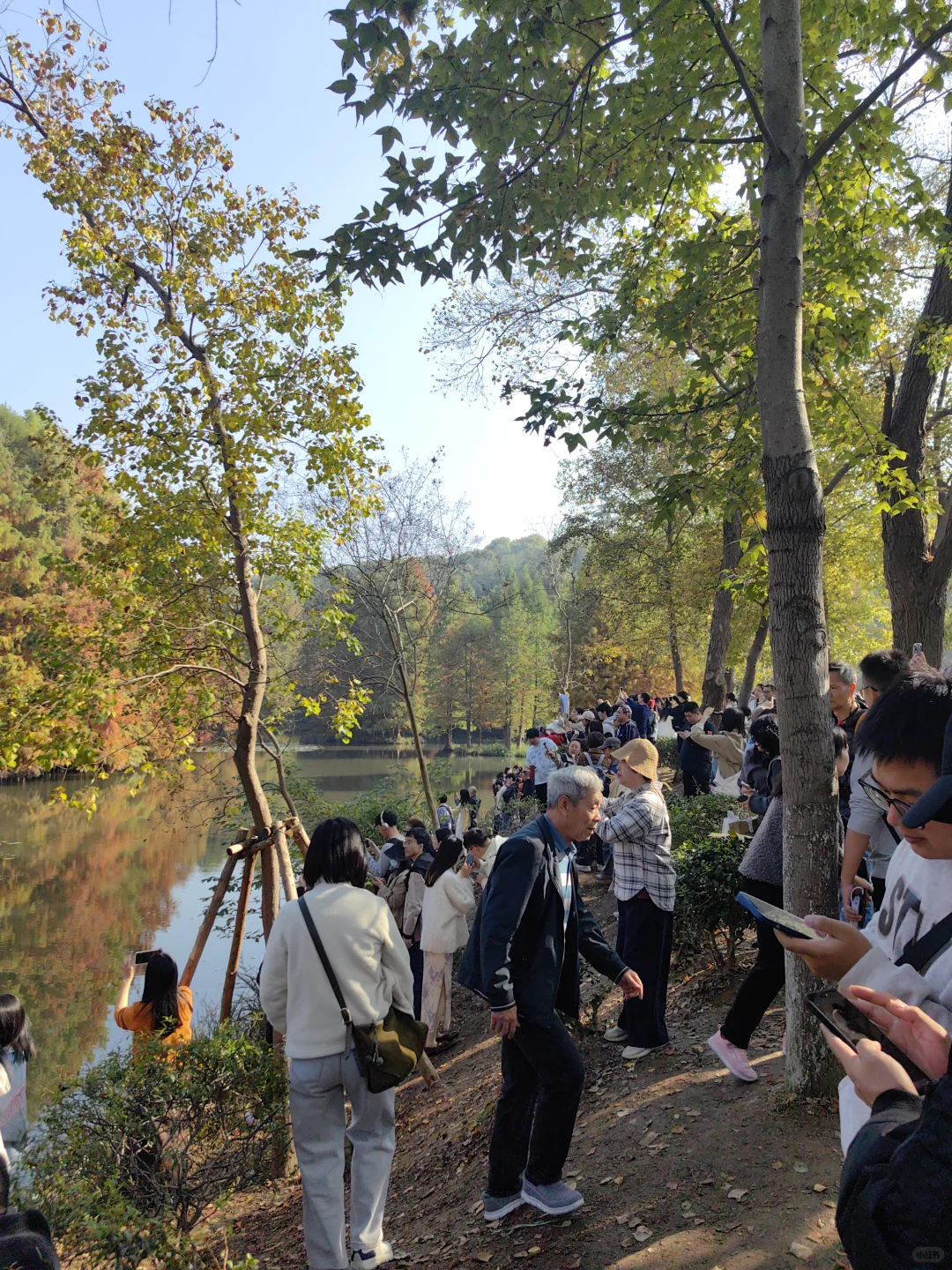 11月15日周末南京燕雀湖实况