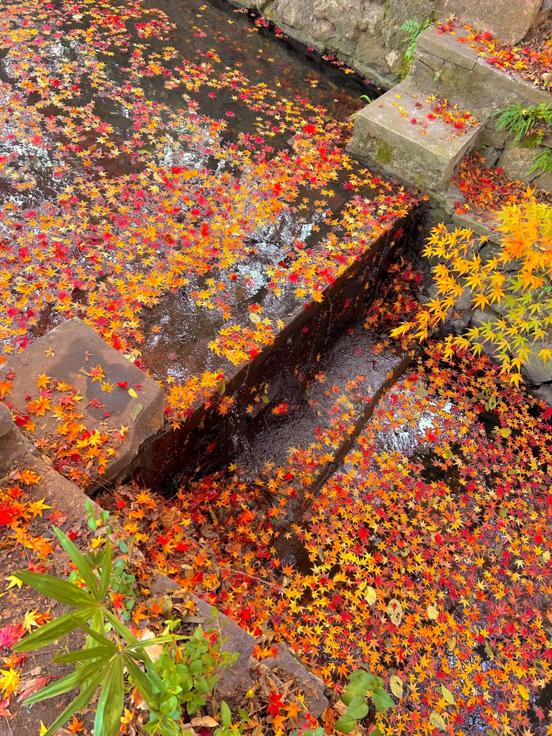 南京就是一座巨大的落叶痛城！枫叶浪漫哭🍁