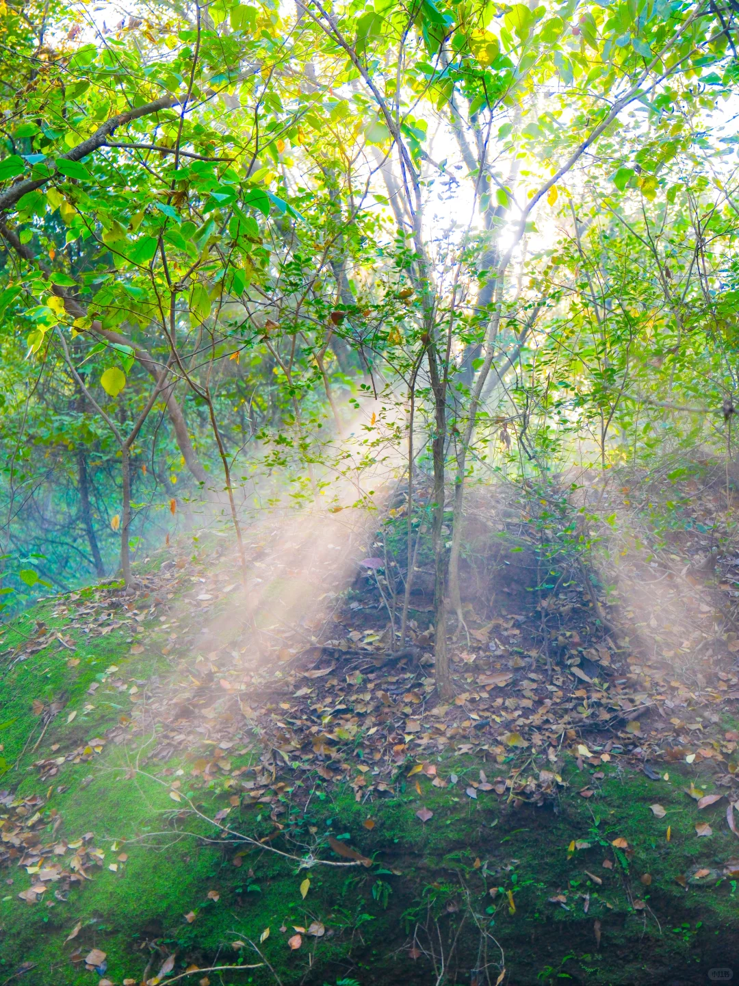 以为苏州已经够美了，直到我去了徐州😭..