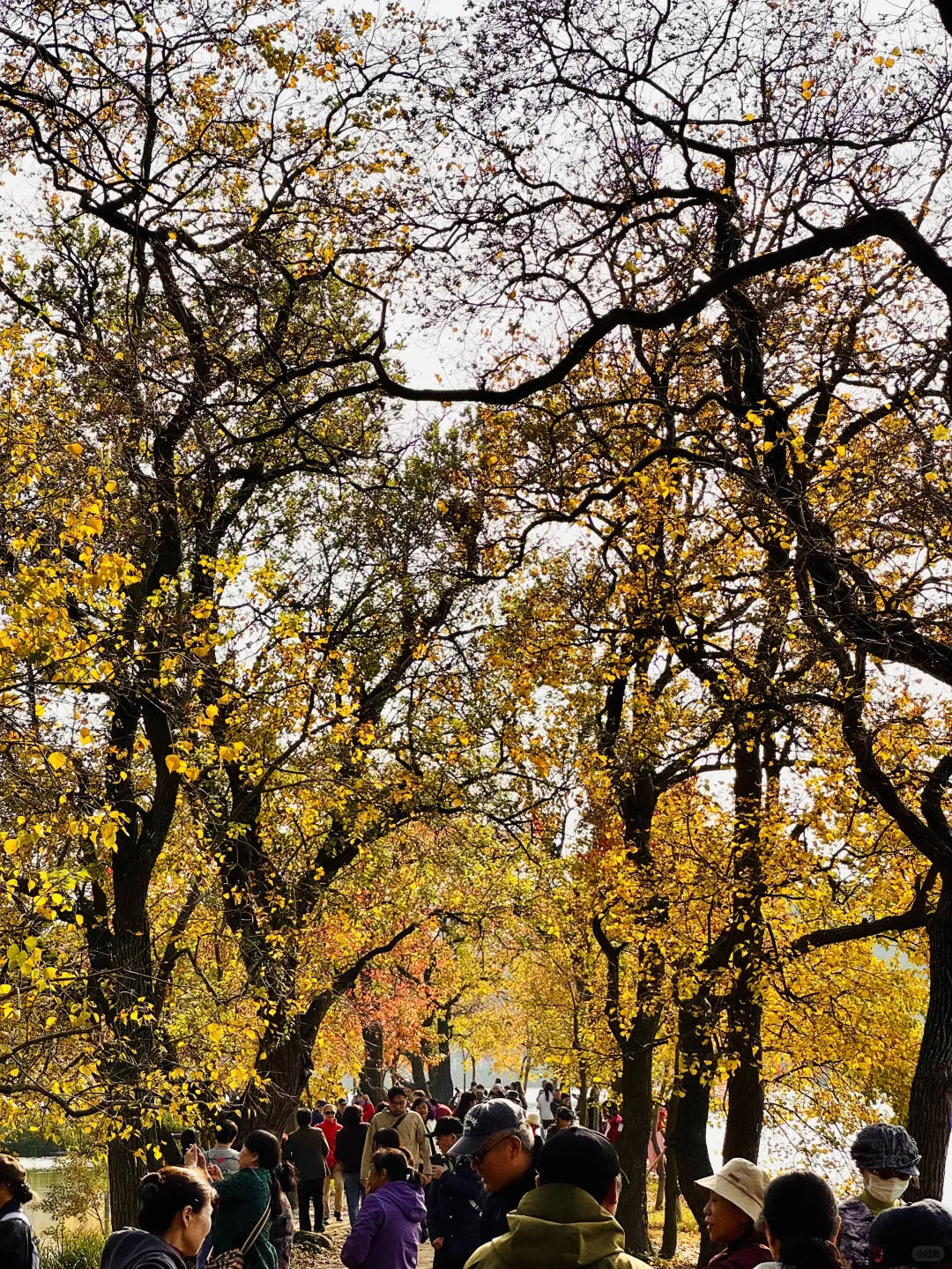 2025.11.11 南京中山植物园简直美疯了！！！