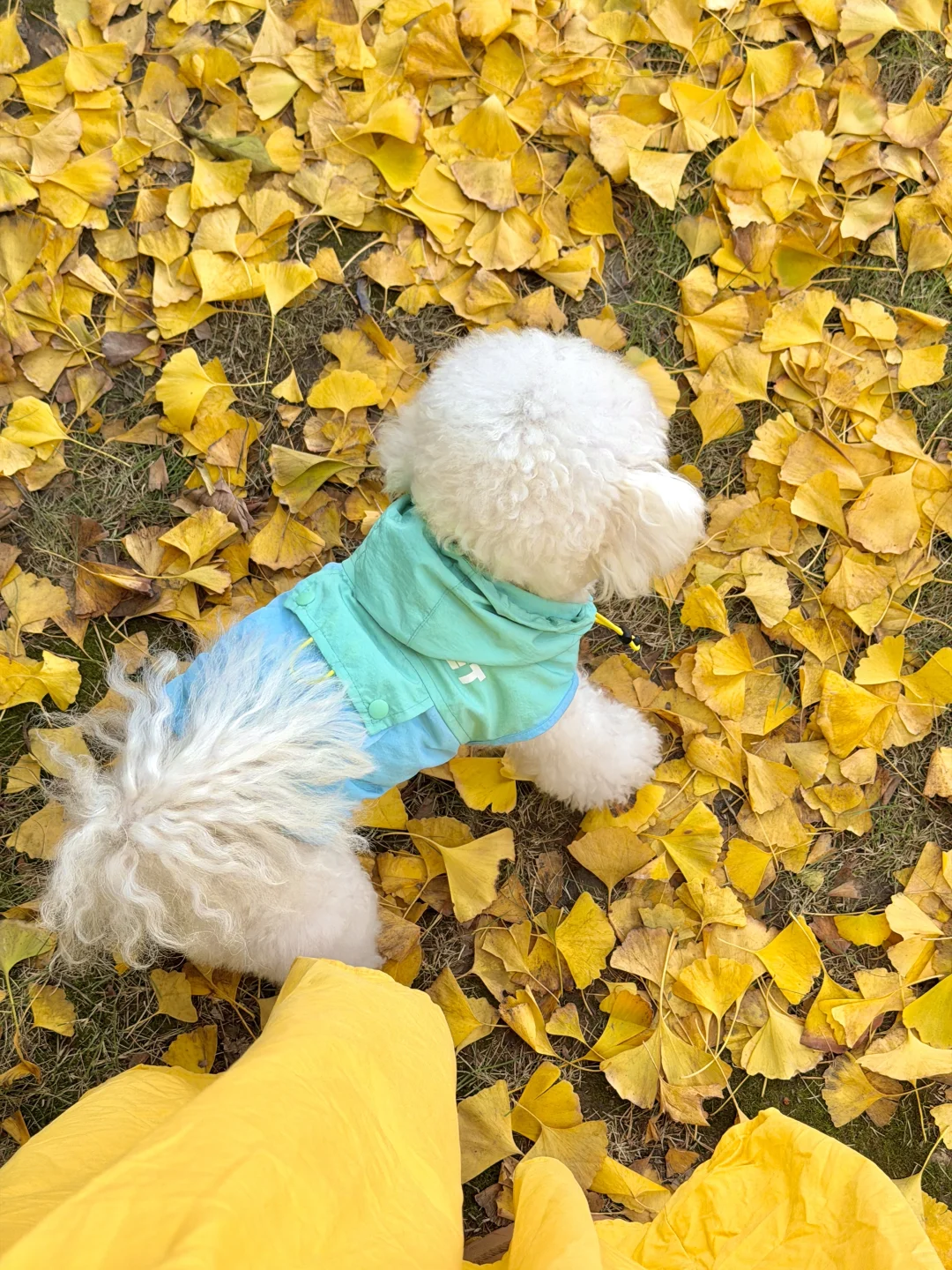 11.11实况！南京银杏大道杀疯了！！🈚️人！！！