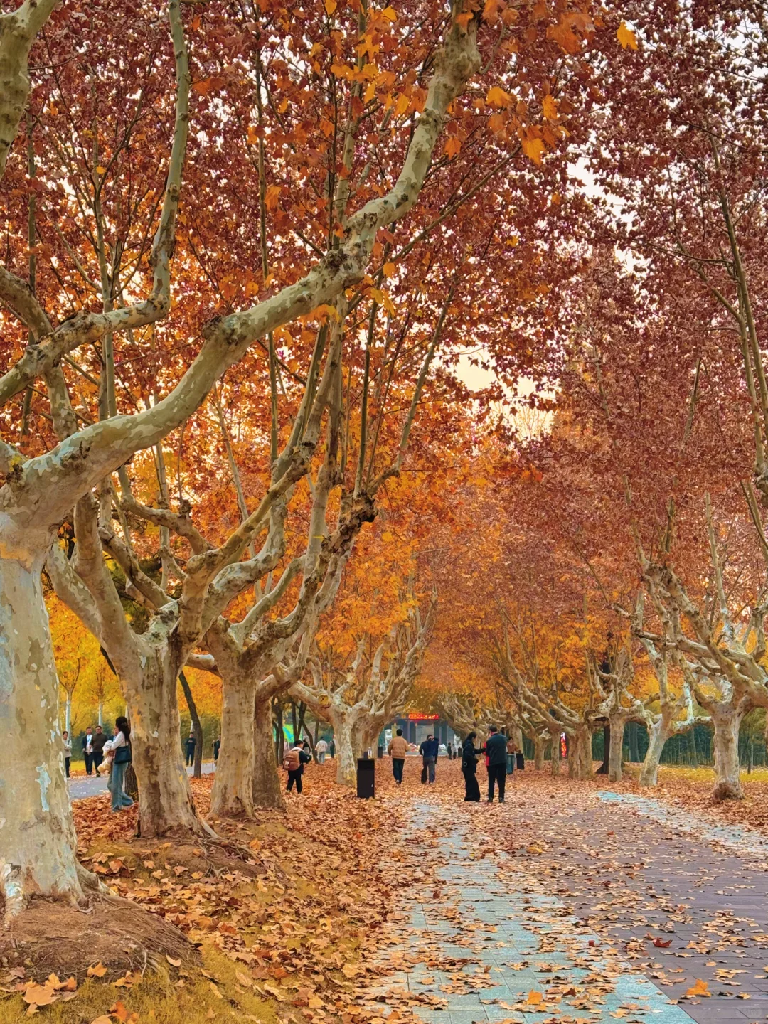 不是南京！徐州梧桐大道杀疯了！！！！！！