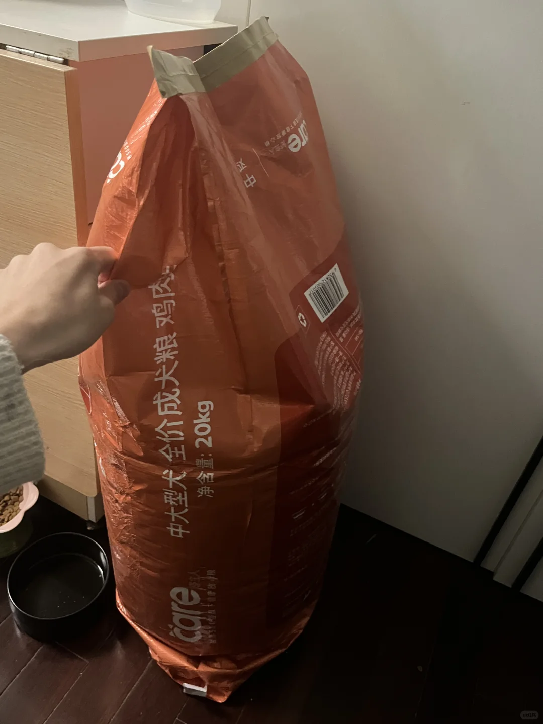 南京有人要养狗子（金毛）吗