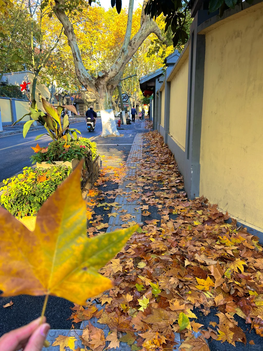 南京就是一座巨大的落叶痛城！枫叶浪漫哭🍁