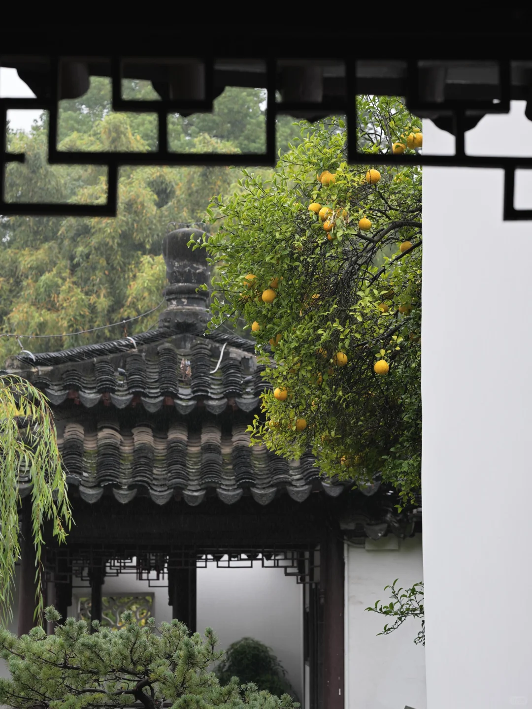 为了这棵树，我赶回了南京