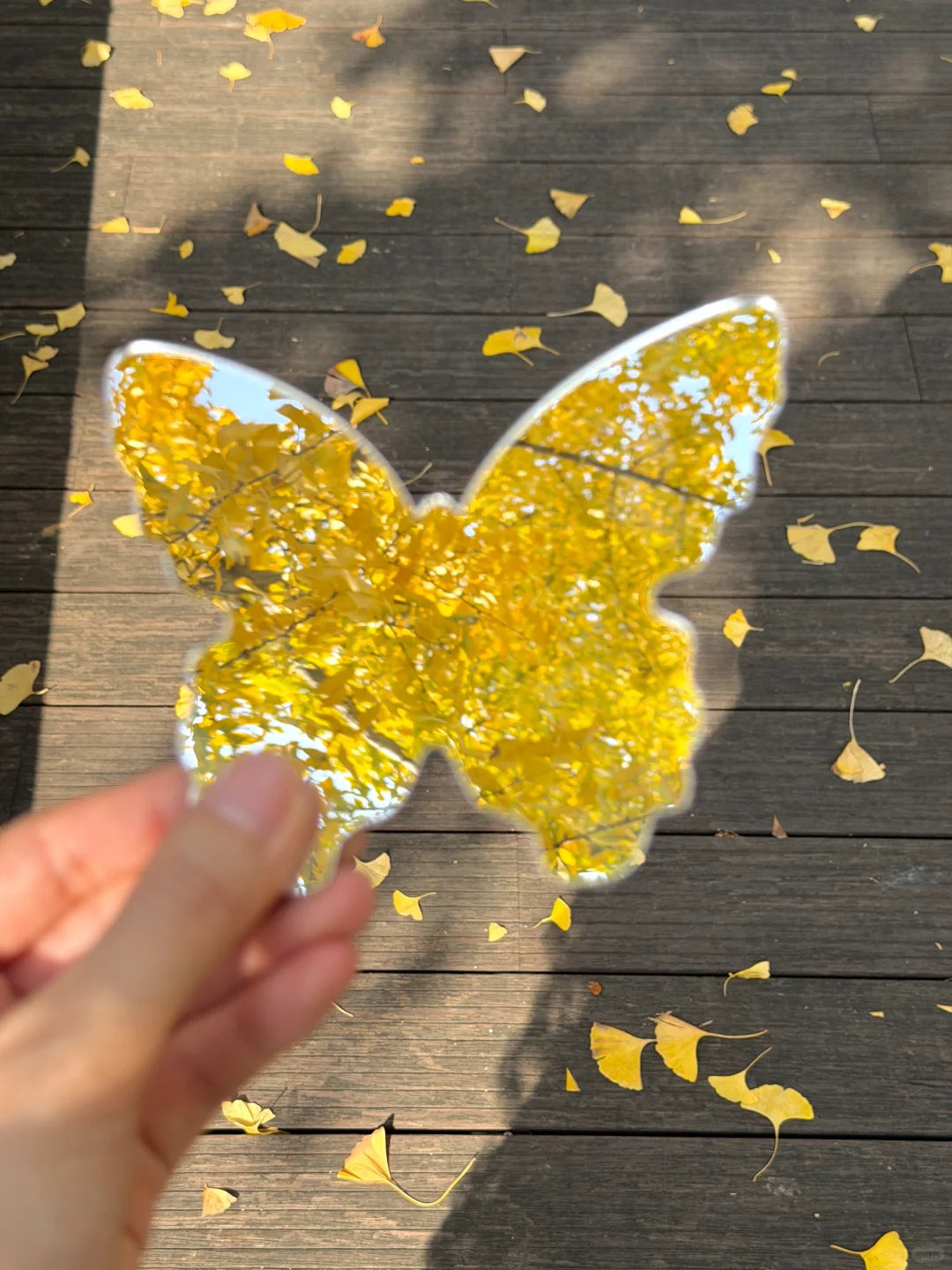 11.14实况！！南京银杏大道美到封神😭。。。